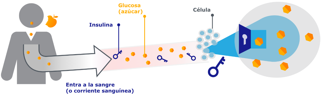 Diabetes: Control y Prevención Efectiva | SAHEZ MEDIC