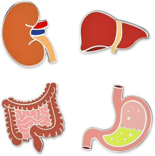 Pin Organos Humano 3D